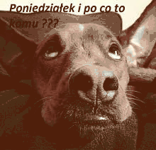 Zamyślony piesek w poniedziałek